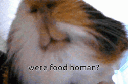 Guinea Pigs Were Food Homan GIF