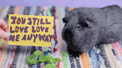 Guinea Pigs You Still Love Me Anyway GIF