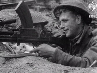 Gunner Playing With A Cat GIF