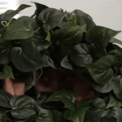 Guy Hide With Leaves GIF