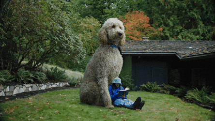 Guy Reads Book Laying Back On Big Dog GIF