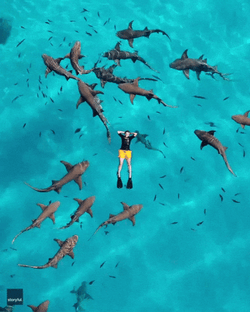 Guy Relaxing Above Goblin Shark Swimming Underneath GIF