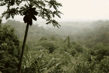 Guyane GIF