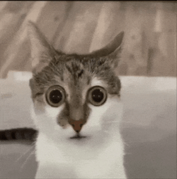 Guys Have Mercy On Cats GIF