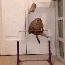 Gymnastics Prairie Dogs GIF