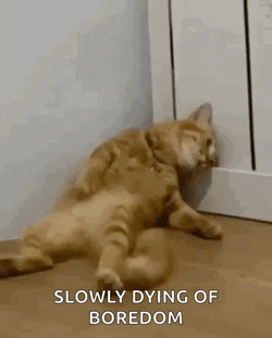 H2di Cat Dead GIF