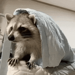 H2di Raccoon Hide GIF
