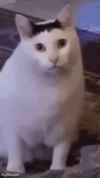 Ha Meme Cat Funny Bruh GIF