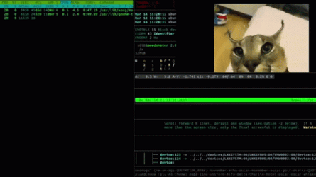 Hacker Beluga Cat GIF