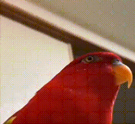 Haha Gumichan GIF