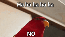 Haha No Red Lory Birds GIF