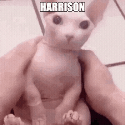Hairless Cat Being Held By Person Named Harrison GIF