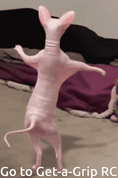 Hairless Cat Dancing Go To Get A Grip RC GIF