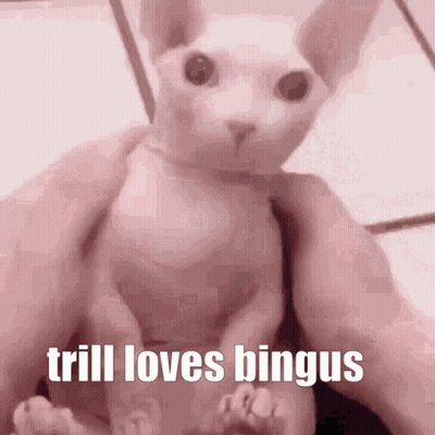 Hairless Cat Held With Caption Trill Loves Bingus GIF