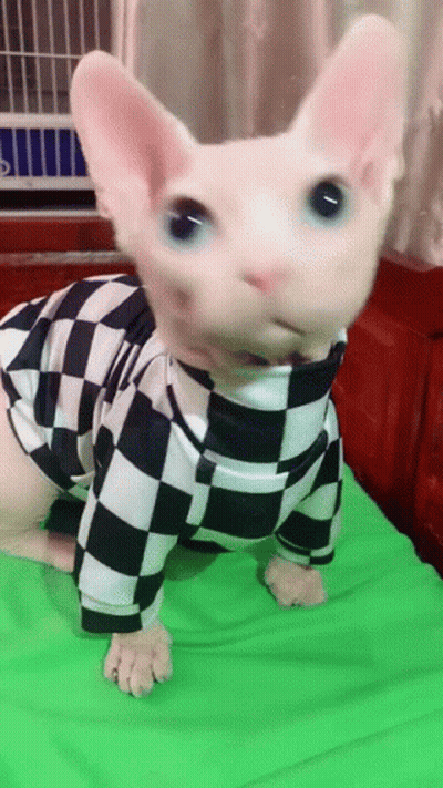Hairless Cat In Black And White Checkered Sweater GIF