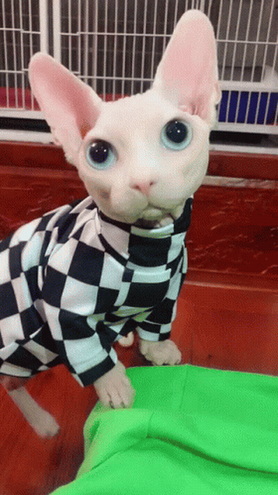 Hairless Cat In Checkered Shirt Looking At Camera GIF