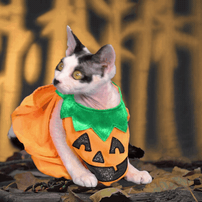 Hairless Cat In Orange Pumpkin Costume GIF