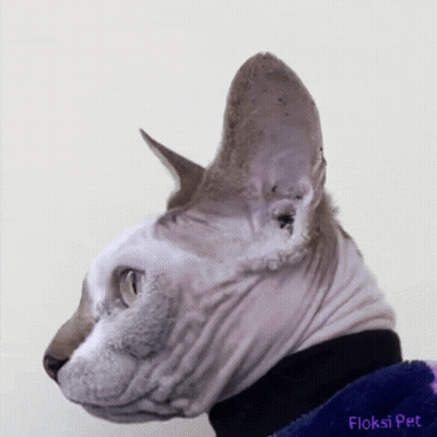 Hairless Cat Lying On Another Cat GIF