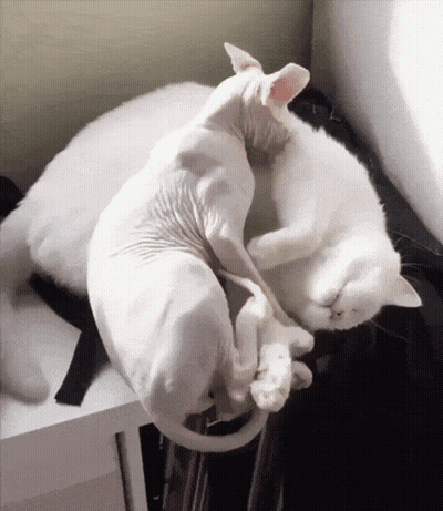 Hairless Cat Lying On Another Cat GIF