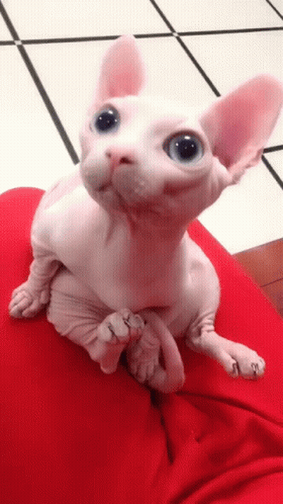 Hairless Cat On Lap Looking At Camera GIF