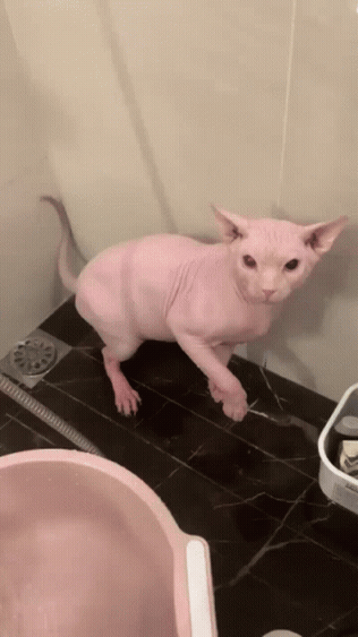 Hairless Cat Standing In Bathroom Next To Pink Bowl GIF