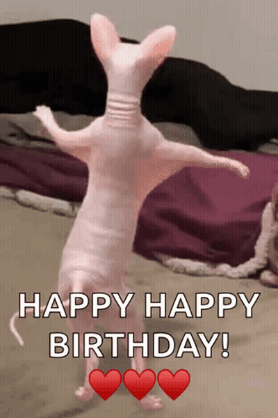Hairless Cat Standing On Hind Legs Happy Happy Birthday GIF