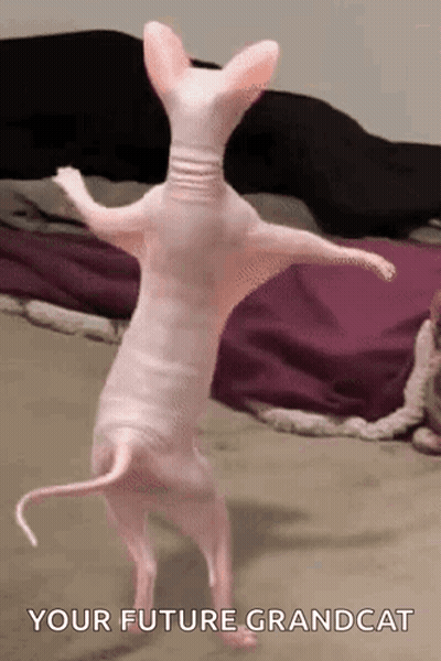 Hairless Cat Standing On Hind Legs In Bedroom GIF
