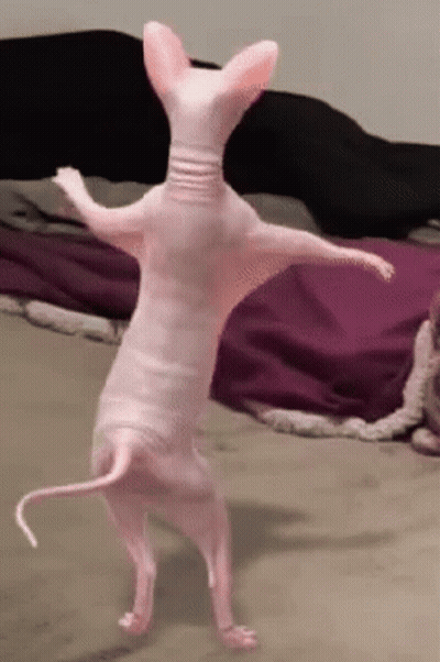 Hairless Cat Standing On Hind Legs On Bed GIF