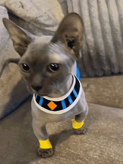 Hairless Cat With Blue And White Collar GIF