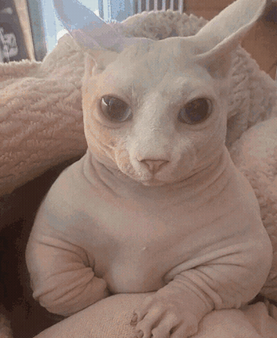 Hairless Cat With Bunny Ears Sitting GIF