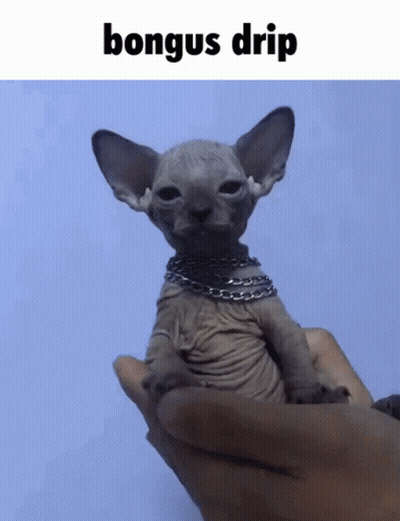 Hairless Cat With Chain Bongus Drip GIF