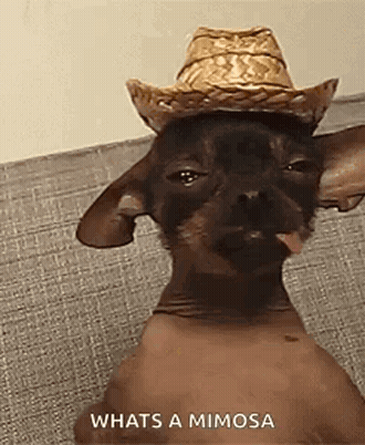 Hairless Cat With Cowboy Hat And Tongue Out GIF