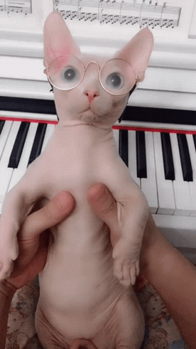 Hairless Cat with Glasses at Piano Keyboard