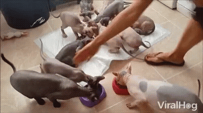 Hairless Cats Eating From Purple Bowls GIF