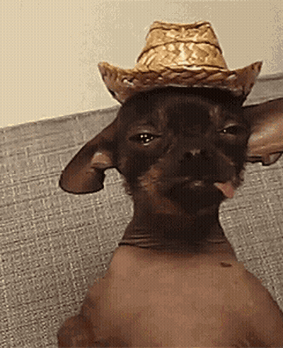 Hairless Chihuahua In Cowboy Hat Sticking Tongue Out GIF
