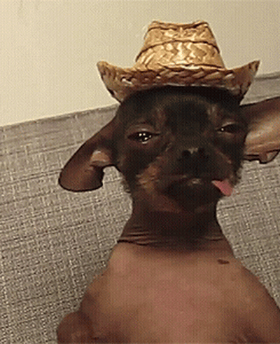 Hairless Chihuahua In Cowboy Hat Sticking Tongue Out GIF