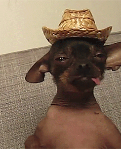 Hairless Chihuahua In Cowboy Hat Sticking Tongue Out GIF