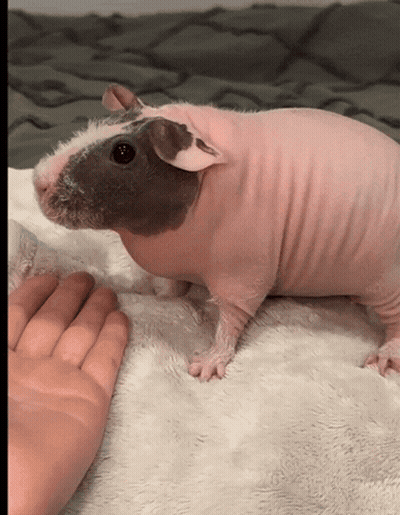 Hairless Guinea Pig Laying On Blanket With Person's Hand GIF