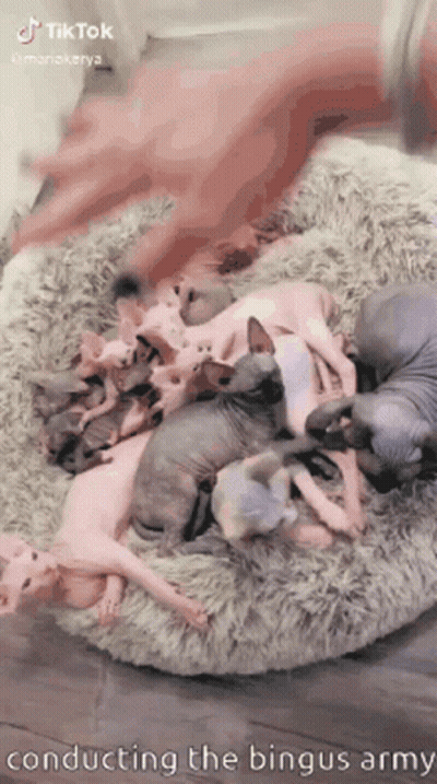 Hairless Kittens Laying On Bed GIF