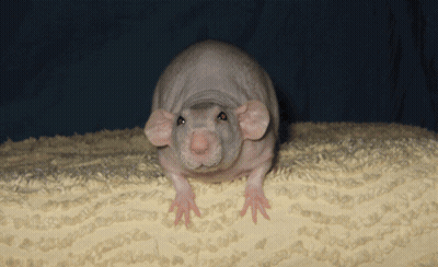 Hairless Rat Sitting On Blanket GIF