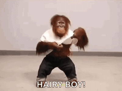 Hairy Orangutan Holding Doll GIF