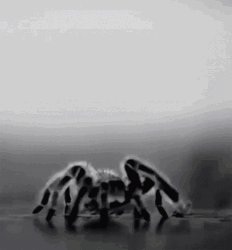 Hairy Scary Spider Crawling GIF