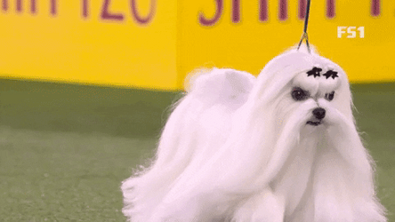 Hairy Walking Dog GIF