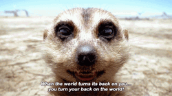 Hakuna Matata Timon Close Up GIF