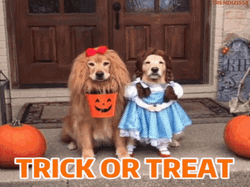 Halloween Dogs Trick-or-treat
