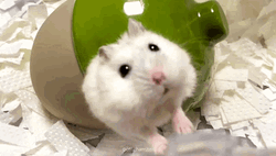 Hampter Being Sucked Into The Hole GIF