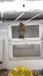 Hampter Falling Off The Vent GIF