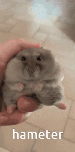 Hampter Hameter Small Hamster GIF