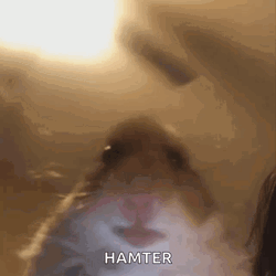Hampter Looking Into The Camera GIF