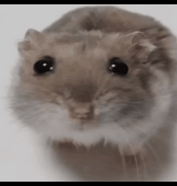 Hampter Meme Boba Eyes GIF
